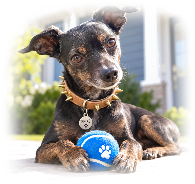 Spike, HRI's mascot, with an HRI branded tennis ball